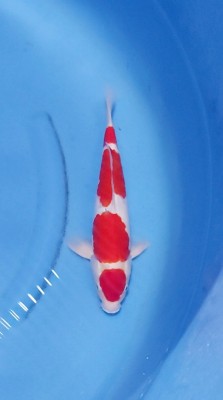 Juara I