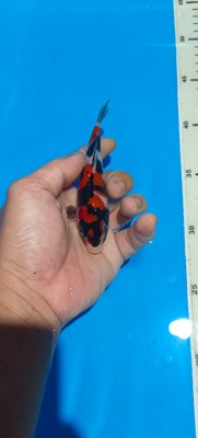 Super Mini Champion (Anggrek)