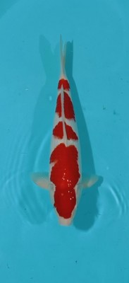 Juara III