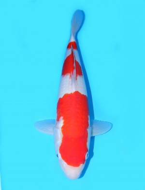 Juara I