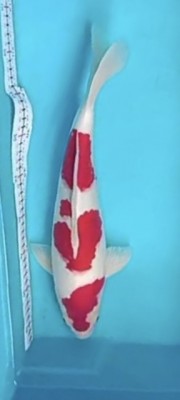 Juara IV