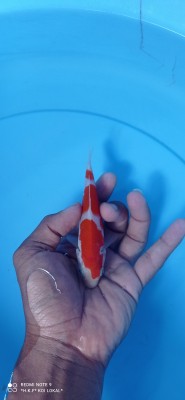 Juara I
