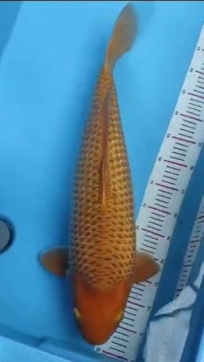 Kamboja Prize