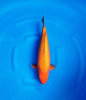 Kamboja Prize