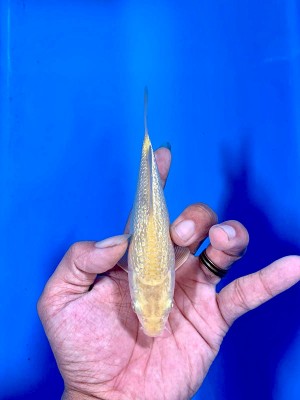 Mini Champion (Kamboja)