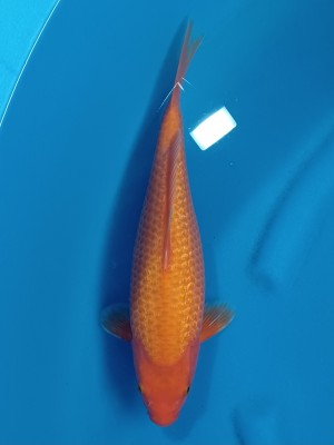 Kamboja Prize