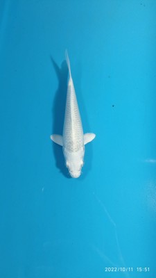 Kamboja Prize