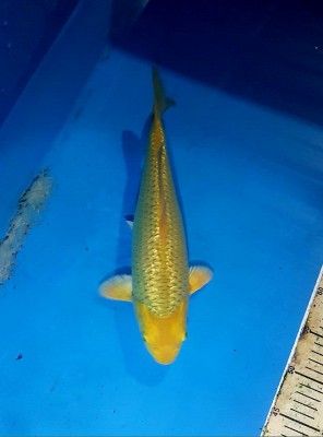 Kamboja Prize