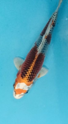 Mini Champion (Melati)
