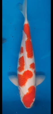 Juara III