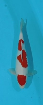 Juara I