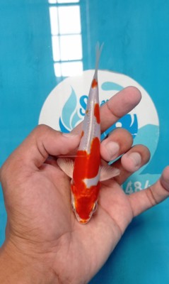 Anggrek Prize