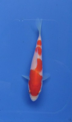 Juara VI