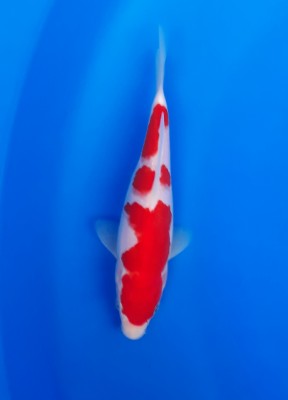 Juara III