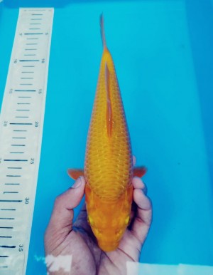 Kamboja Prize