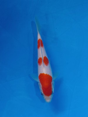 Juara I