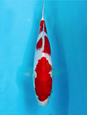 Juara II