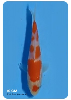 Juara III