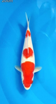 Juara VI