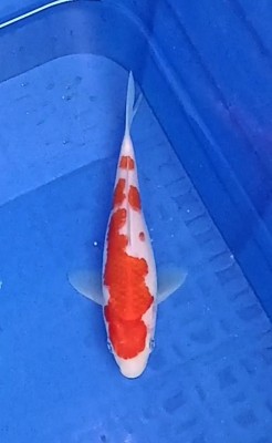 Juara II
