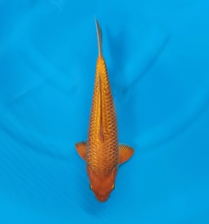 Kamboja Prize