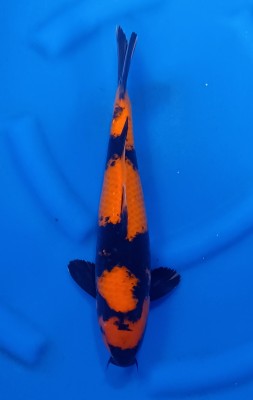 Junior Champion (Cempaka)