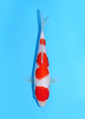 Juara 1