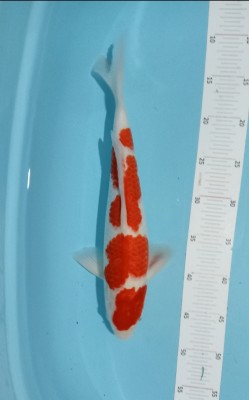 Juara 3
