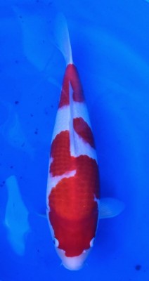 Juara II