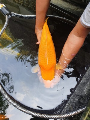 Kamboja Prize