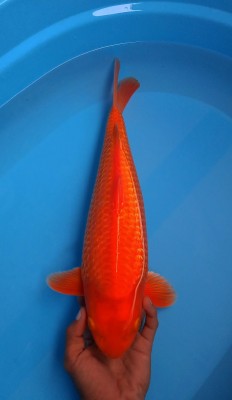 Young Champion (Kamboja)