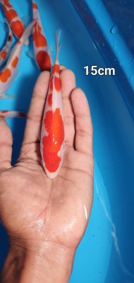 Juara I