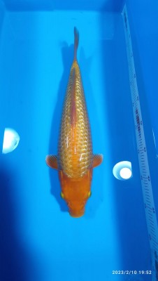 Kamboja Prize