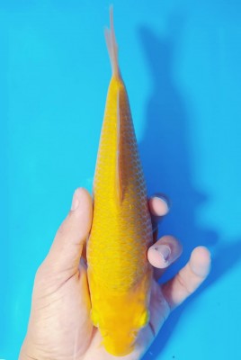 Kamboja Prize