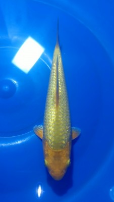 Mini Champion (Kamboja)