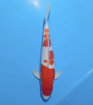 Juara 1