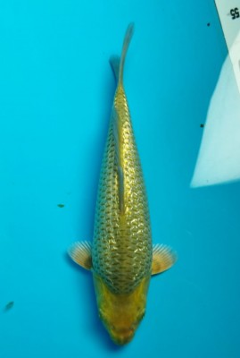 Kamboja Prize
