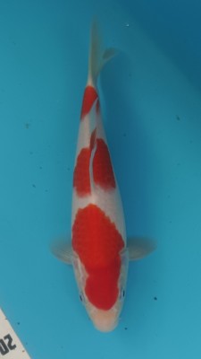 Juara III