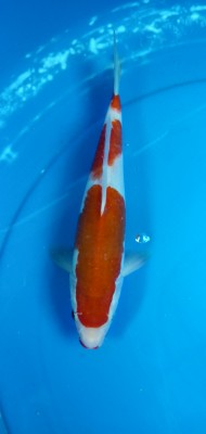 Juara III