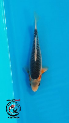 Cempaka Prize
