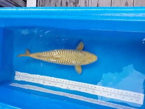 Adult Champion (Kamboja)