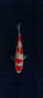 Juara IV