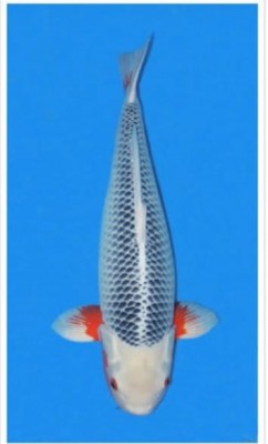 Cempaka Prize