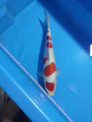 Juara VI