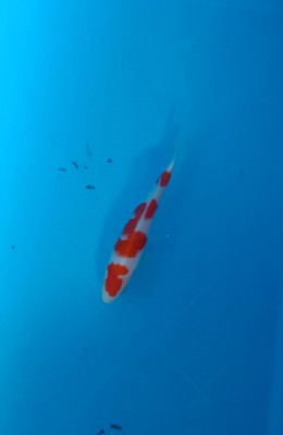Juara II