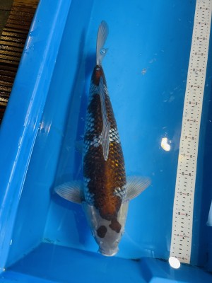 Grand Champion (Anggrek)
