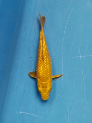 Super Mini Champion (Kamboja)