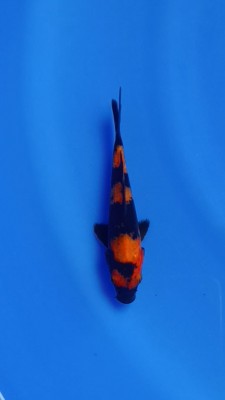 Cempaka Prize