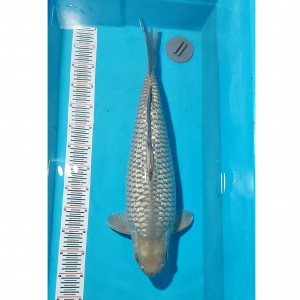 Kamboja Prize