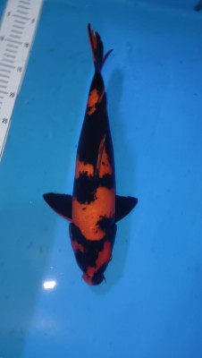 Junior Champion (Cempaka)